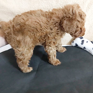 トイプードルのレッドの女の子|2025年12月29日生まれ|No.11106|画像0枚目