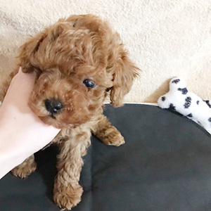 トイプードルのレッドの女の子|2025年12月29日生まれ|No.11106|画像1枚目