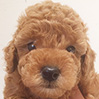 タイニープードルのレッドの男の子(2025年12月25日生まれ)