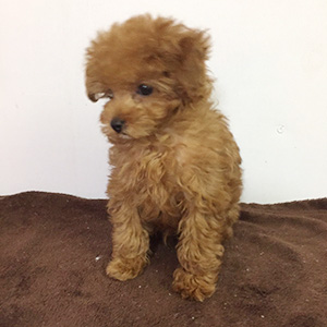 トイプードルのレッドの男の子|2025年12月30日生まれ|No.11110|画像0枚目