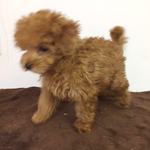 トイプードルのレッドの男の子|2025年12月30日生まれ|No.11110|画像2枚目