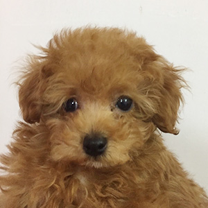 トイプードルのレッドの男の子|2025年12月30日生まれ|No.11110|画像3枚目