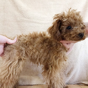 タイニープードルのレッドの男の子|2025年9月10日生まれ|No.11117|画像0枚目