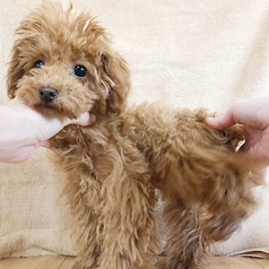 タイニープードルのレッドの男の子|2025年9月10日生まれ|No.11117|画像1枚目