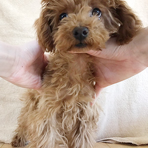 タイニープードルのレッドの男の子|2025年9月10日生まれ|No.11117|画像2枚目