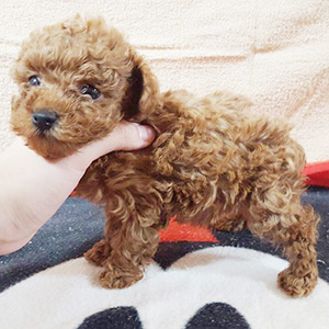 タイニープードルのレッドの男の子|2025年1月20日生まれ|No.11120|画像0枚目