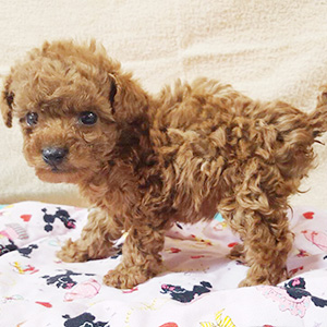 タイニープードルのレッドの女の子|2025年1月20日生まれ|No.11121|画像0枚目