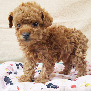 タイニープードルのレッドの女の子|2025年1月20日生まれ|No.11121|画像1枚目