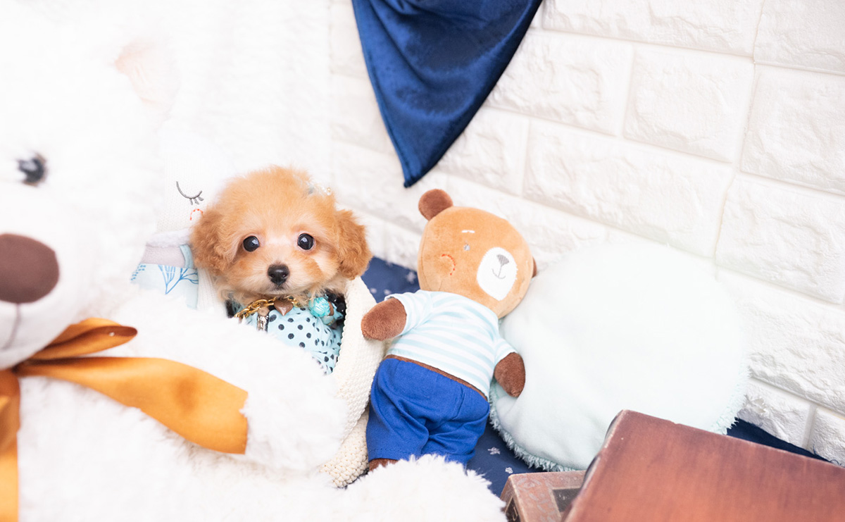 タイニープードルのレッドの男の子|2025年11月30日生まれ|No.11108|画像1枚目