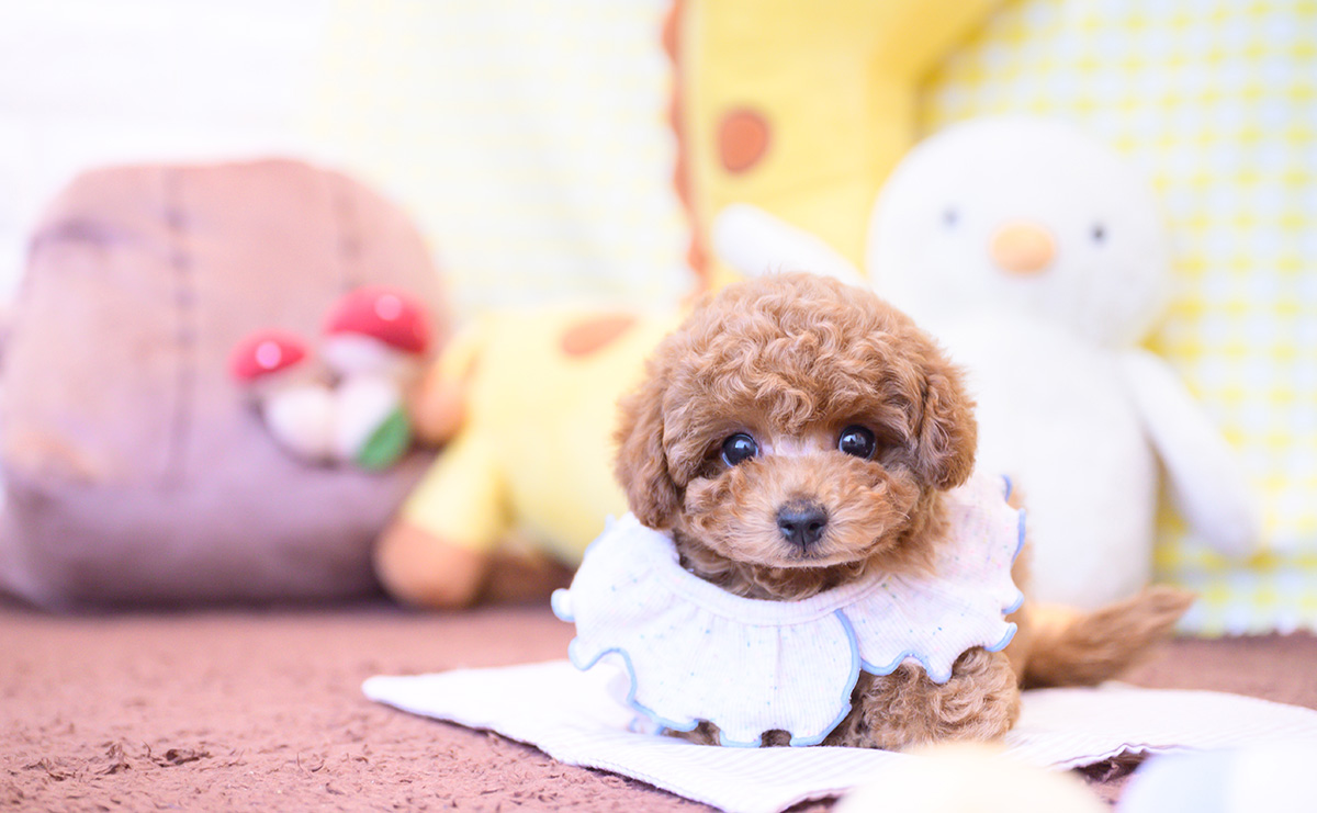 タイニープードルのレッドの男の子|2025年12月16日生まれ|No.11109|画像1枚目