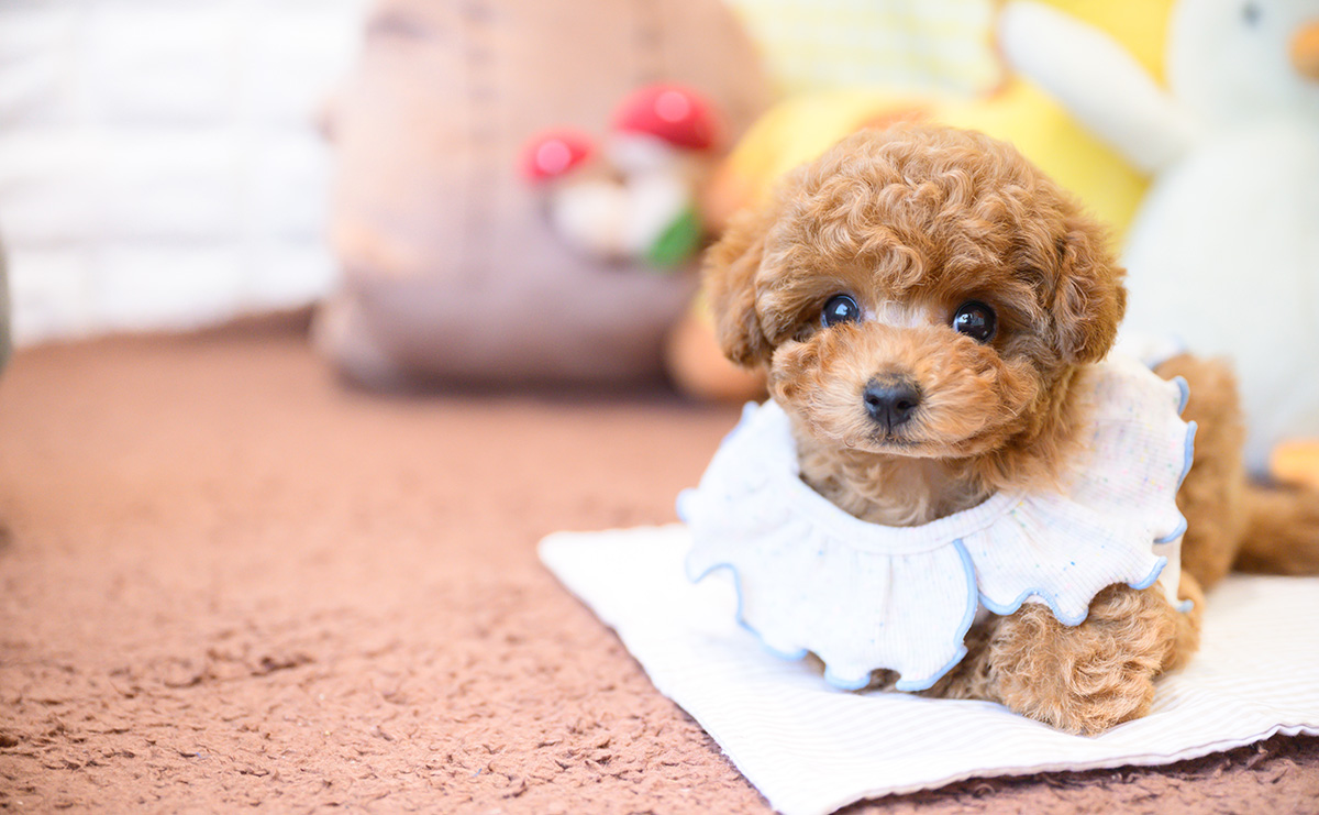 タイニープードルのレッドの男の子|2025年12月16日生まれ|No.11109|画像2枚目