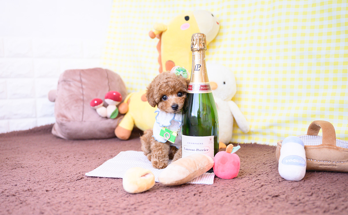 タイニープードルのレッドの男の子|2025年12月16日生まれ|No.11109|画像3枚目