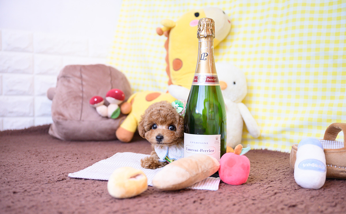 タイニープードルのレッドの男の子|2025年12月16日生まれ|No.11109|画像4枚目