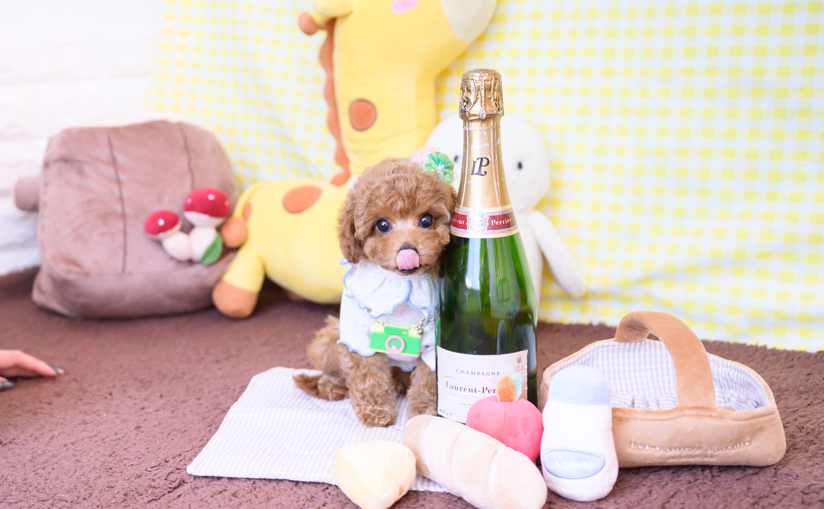 タイニープードルのレッドの男の子|2025年12月16日生まれ|No.11109|画像5枚目