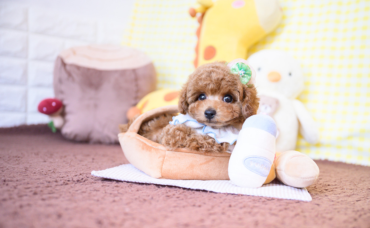 タイニープードルのレッドの男の子|2025年12月16日生まれ|No.11109|画像0枚目