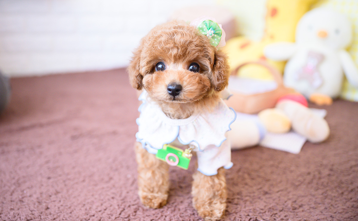 タイニープードルのレッドの男の子|2025年12月16日生まれ|No.11109|画像6枚目