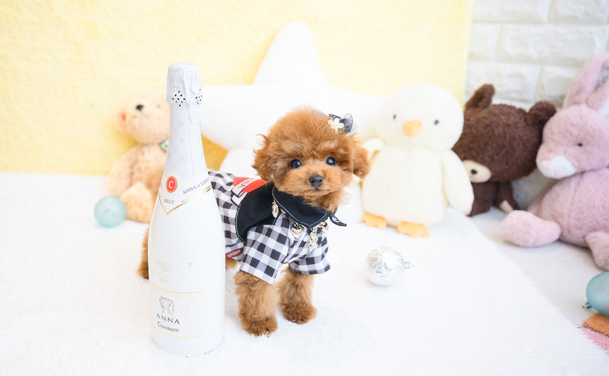 ティーカッププードルのレッドの男の子|2025年11月30日生まれ|No.11119|画像0枚目