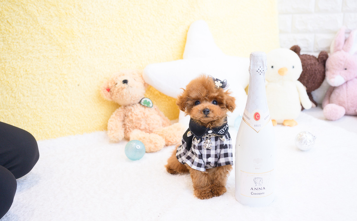 ティーカッププードルのレッドの男の子|2025年11月30日生まれ|No.11119|画像1枚目