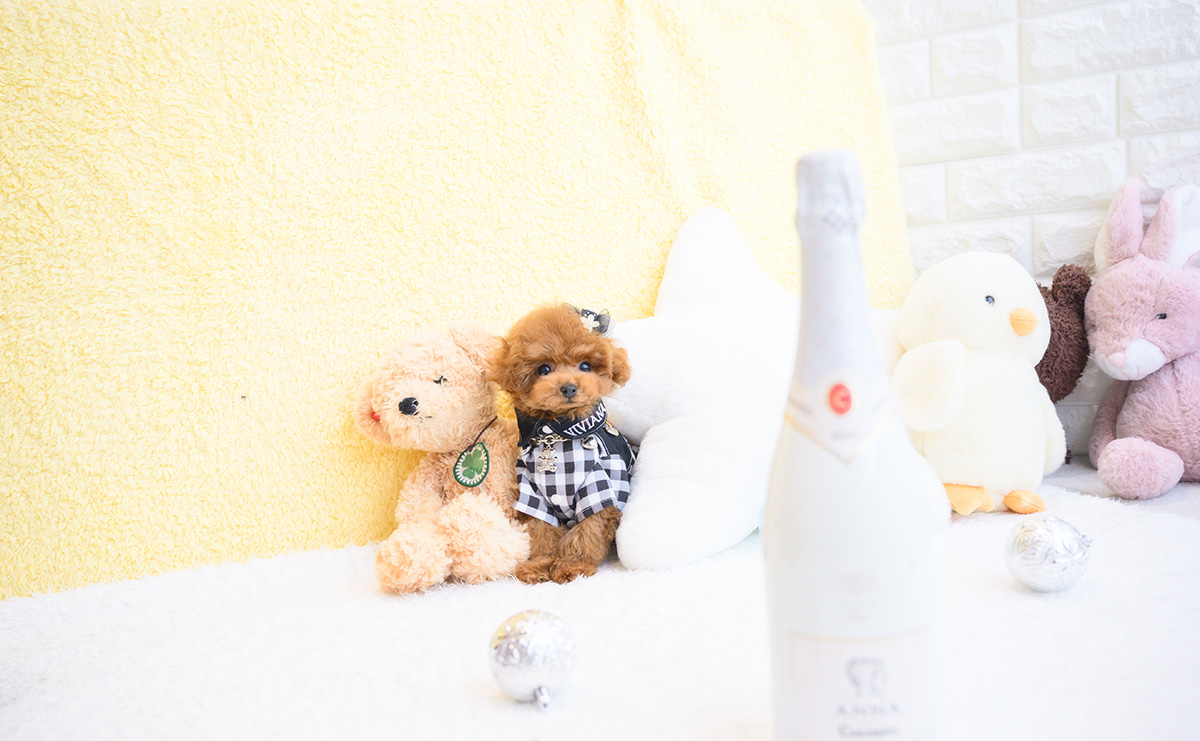 ティーカッププードルのレッドの男の子|2025年11月30日生まれ|No.11119|画像2枚目