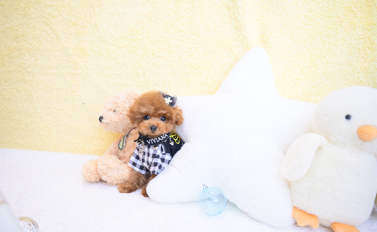 ティーカッププードルのレッドの男の子|2025年11月30日生まれ|No.11119|画像3枚目