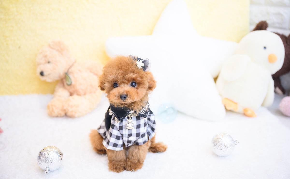 ティーカッププードルのレッドの男の子|2025年11月30日生まれ|No.11119|画像4枚目