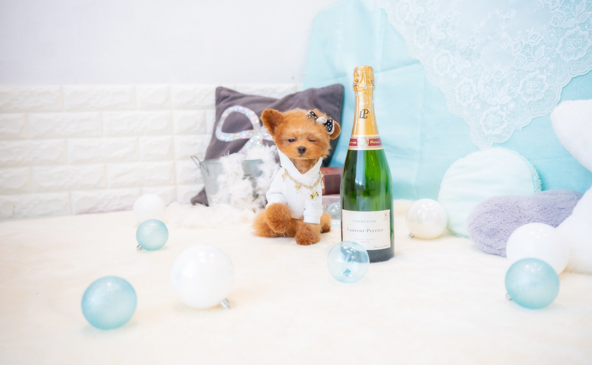 ティーカッププードルのレッドの男の子|2025年12月7日生まれ|No.11126|画像3枚目