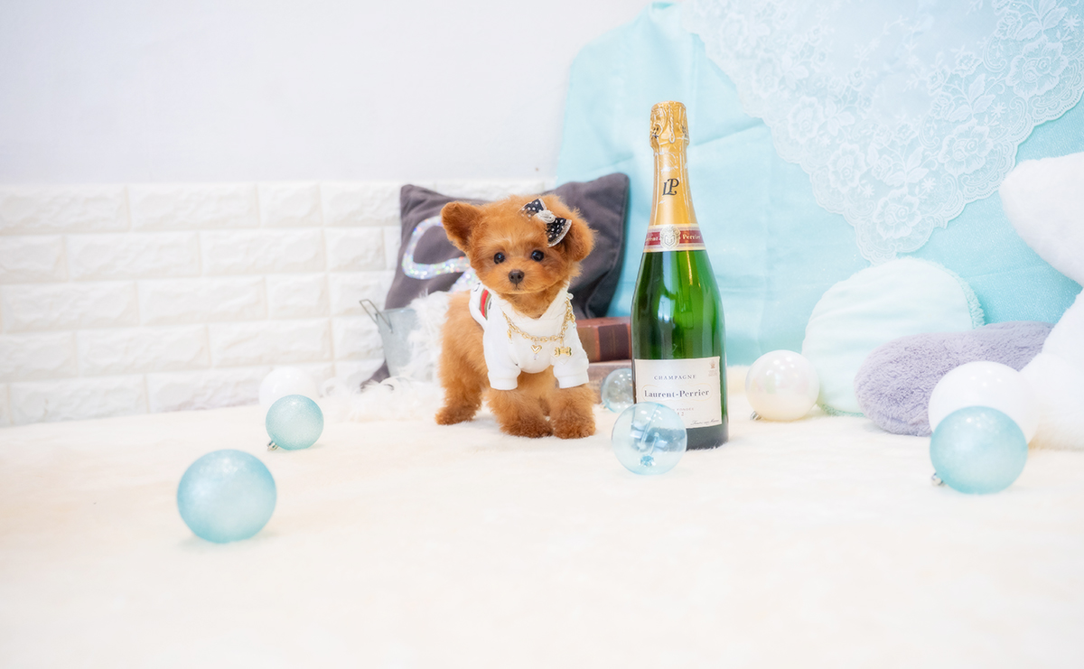 ティーカッププードルのレッドの男の子|2025年12月7日生まれ|No.11126|画像5枚目