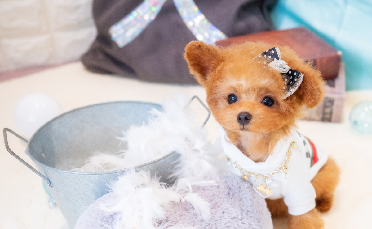 ティーカッププードルのレッドの男の子|2025年12月7日生まれ|No.11126|画像2枚目