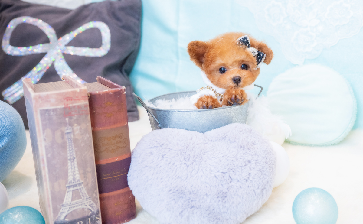 ティーカッププードルのレッドの男の子|2025年12月7日生まれ|No.11126|画像6枚目