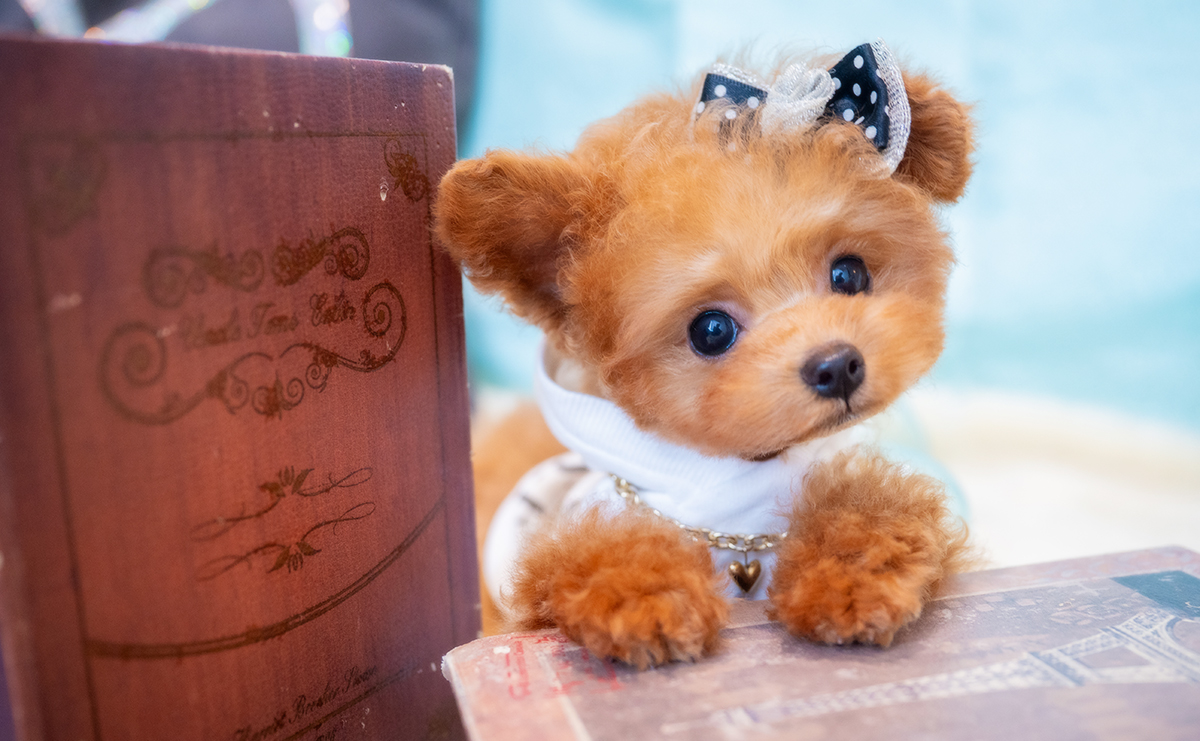 ティーカッププードルのレッドの男の子|2025年12月7日生まれ|No.11126|画像0枚目