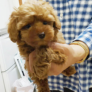 タイニープードルのレッドの男の子|2026年1月6日生まれ|No.11132|画像0枚目