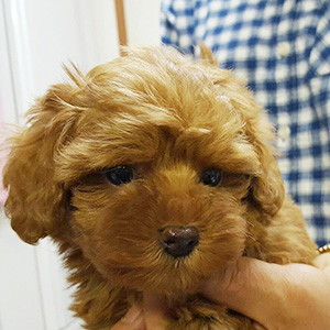 タイニープードルのレッドの男の子|2026年1月6日生まれ|No.11132|画像1枚目