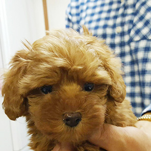 タイニープードルのレッドの男の子|2026年1月6日生まれ|No.11132|画像2枚目