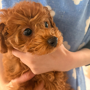 トイプードルのレッドの男の子|2025年12月22日生まれ|No.11140|画像0枚目