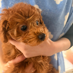 トイプードルのレッドの男の子|2025年12月22日生まれ|No.11140|画像1枚目