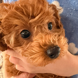 トイプードルのレッドの男の子|2025年12月22日生まれ|No.11140|画像2枚目