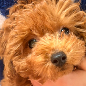 トイプードルのレッドの男の子(2025年12月22日生まれ)