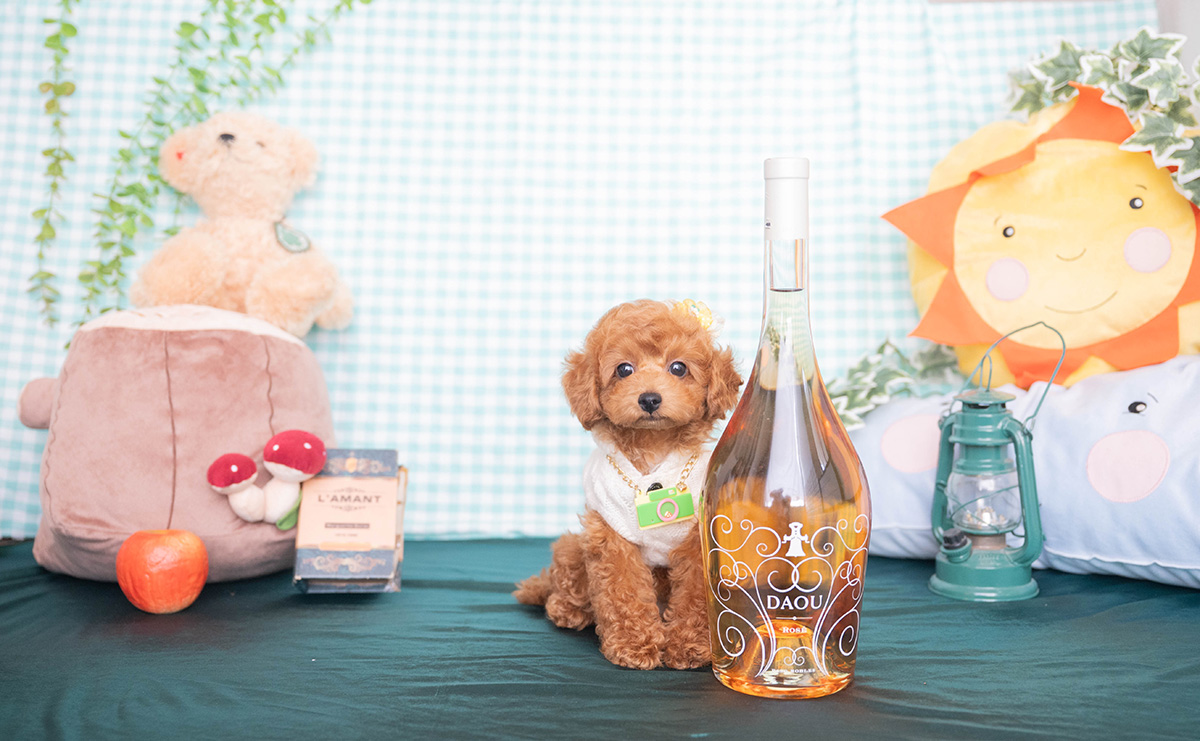 トイプードルのレッドの男の子|2025年12月16日生まれ|No.11138|画像1枚目