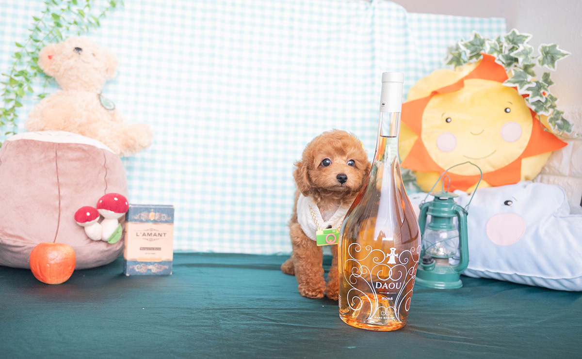 トイプードルのレッドの男の子|2025年12月16日生まれ|No.11138|画像2枚目