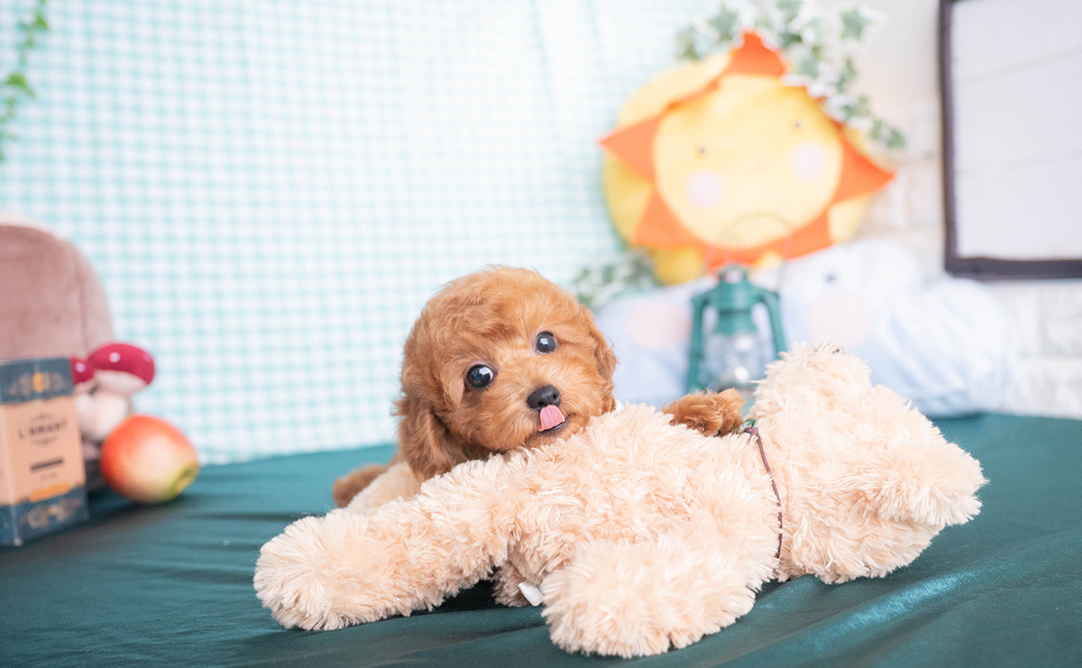 トイプードルのレッドの男の子|2025年12月16日生まれ|No.11138|画像0枚目