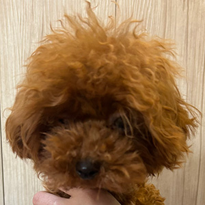 トイプードルのレッドの男の子|2025年11月27日生まれ|No.11144|画像0枚目