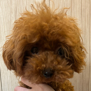 トイプードルのレッドの男の子|2025年11月27日生まれ|No.11144|画像1枚目