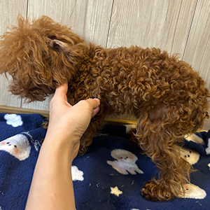 トイプードルのレッドの男の子|2025年11月27日生まれ|No.11144|画像2枚目