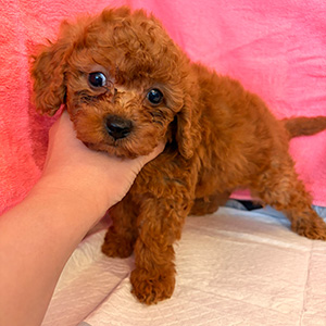 トイプードルのレッドの男の子|2026年2月5日生まれ|No.11148|画像0枚目