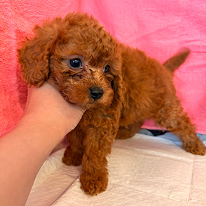 トイプードルのレッドの男の子|2026年2月5日生まれ|No.11148|画像1枚目