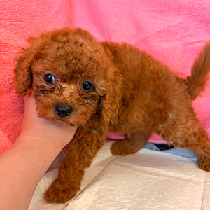 トイプードルのレッドの男の子|2026年2月5日生まれ|No.11148|画像2枚目