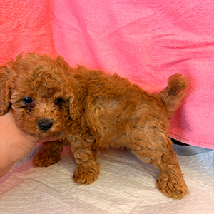 トイプードルのレッドの女の子|2025年2月5日生まれ|No.11147|画像2枚目