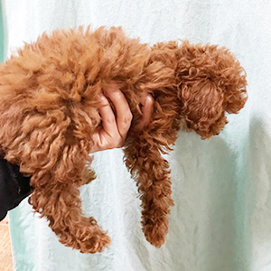 トイプードルのレッドの男の子|2025年12月28日生まれ|No.11173|画像1枚目