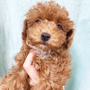 トイプードルのレッドの男の子|2025年12月28日生まれ|No.11173|画像2枚目