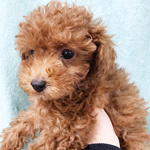 トイプードルのレッドの男の子|2025年12月28日生まれ|No.11173|画像3枚目